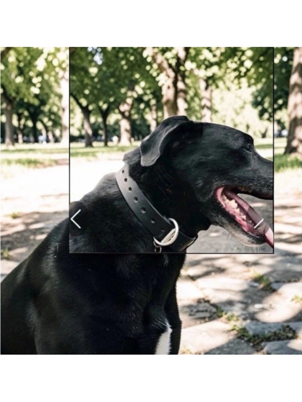 Premium Black Leather Dog Collar with Metal Buckle